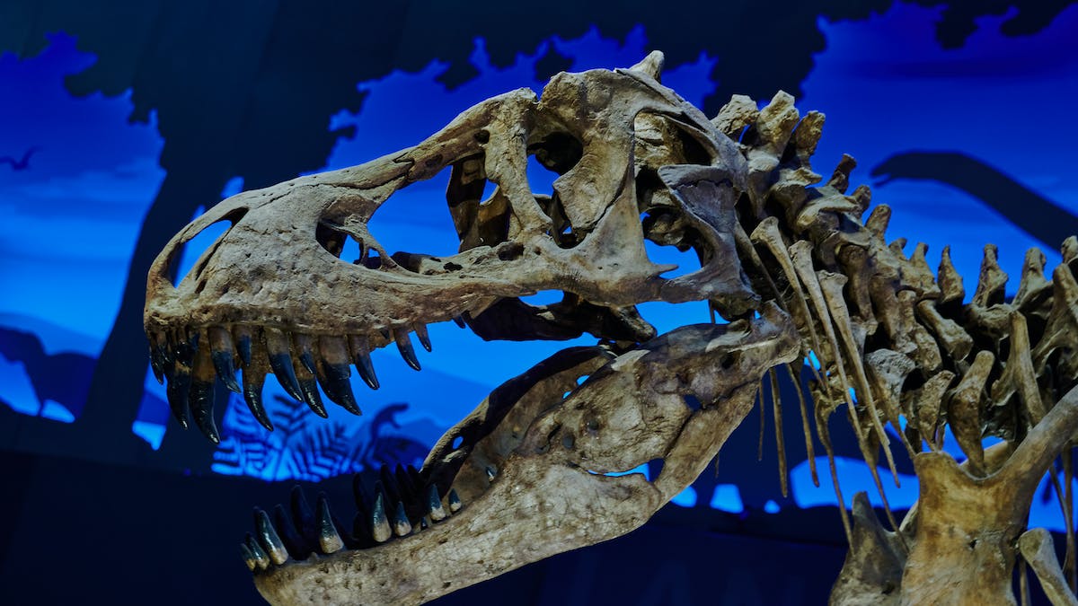pliosaur skull
